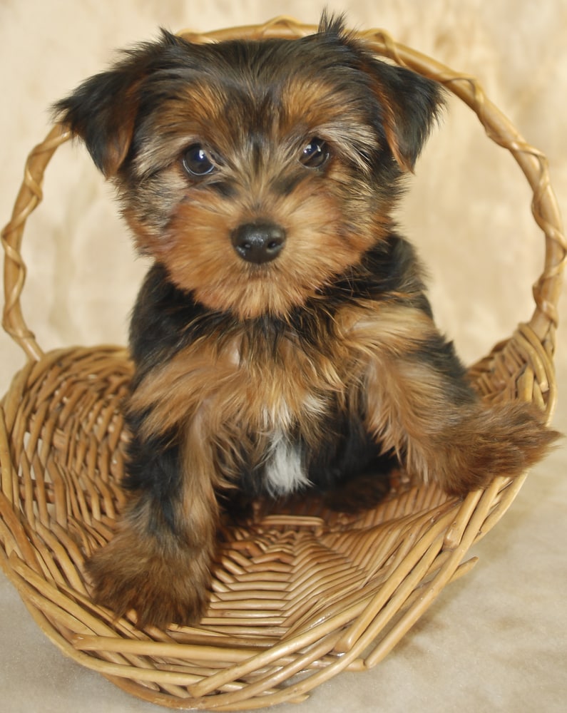 good small breed dogs for families